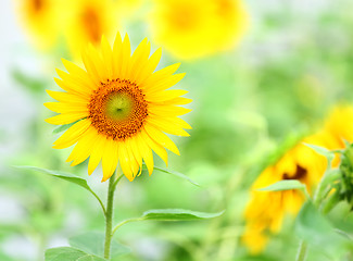 Image showing Sunflower