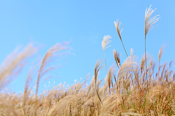 Image showing grass in autumn