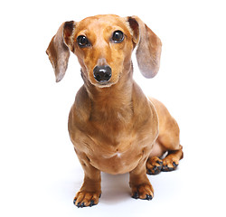 Image showing Dachshund Dog