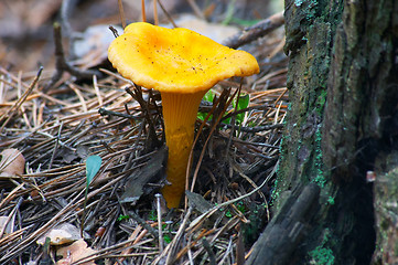 Image showing Mushroom chanterelle