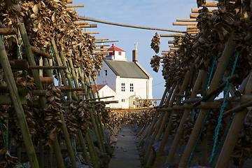 Image showing Drying stock fish in Norway