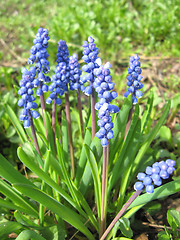 Image showing Some beautiful blue flowers of muscari