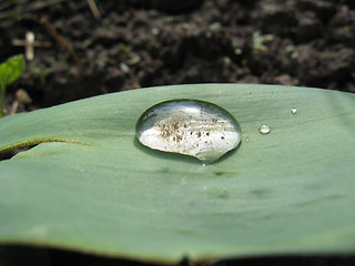 Image showing Drop of water on a leaf
