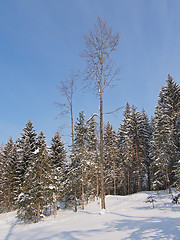 Image showing Jura Mountain in Winter, Metabief area