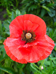 Image showing beautiful flower of red poppy