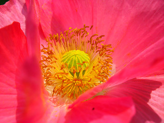 Image showing the heart of beautiful flower of red poppy