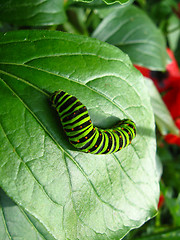 Image showing Caterpillar of the butterfly machaon on leaf