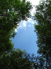 Image showing Fragment of the blue sky among branches