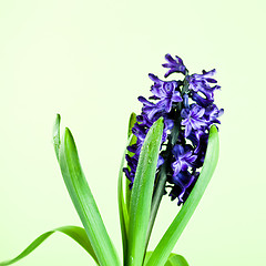 Image showing blue hyacinth 