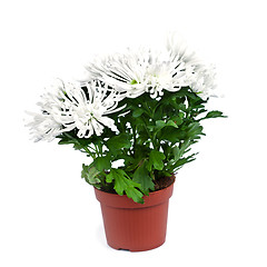 Image showing chrysanthemum flower 