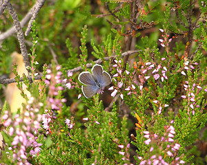 Image showing bluewing butterfly in heather