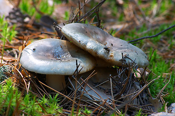 Image showing Mushroom Russula