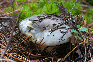 Image showing Mushroom Russula