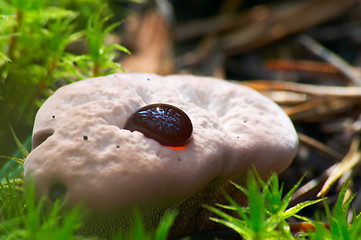 Image showing Unknown Mushroom