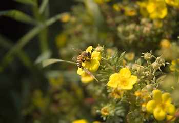 Image showing Honey Bee