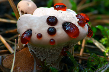 Image showing Unknown Mushroom