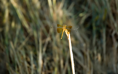 Image showing Dragonfly