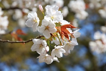 Image showing Cherry blossom in Kyoto