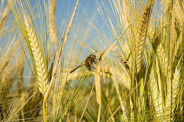 Image showing Dragonfly