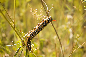 Image showing 5-inch caterpillar