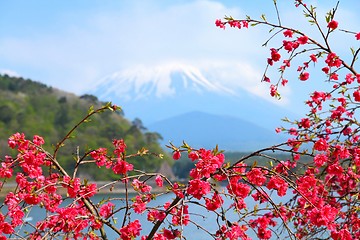 Image showing Japan - ume tree blossom