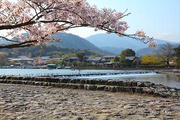 Image showing Japan cherry blossom