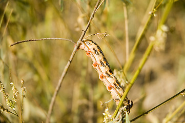 Image showing 5-inch caterpillar