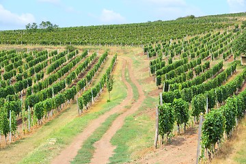 Image showing Tokaj wine region