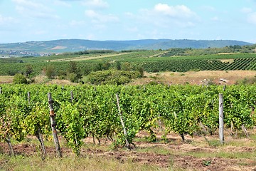 Image showing Vineyard in Hungary