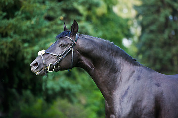 Image showing stallion - breeder horse on green background