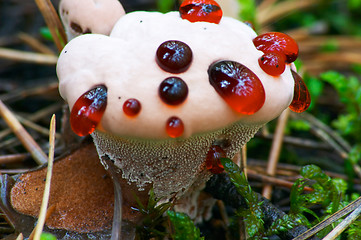 Image showing Unknown Mushroom