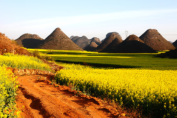 Image showing Landscape of blooming rapeseed fields