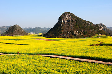 Image showing Landscape of blooming rapeseed fields