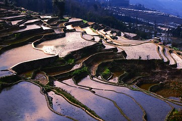 Image showing Terraced Fields