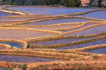 Image showing Terraced Fields