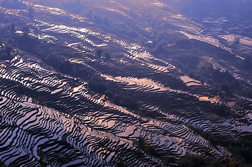 Image showing Terraced Fields