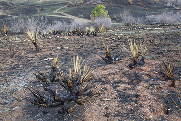 Image showing wildfire burnt landscape 