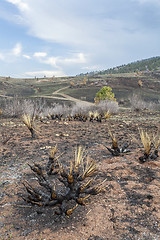 Image showing wildfire burnt landscape 