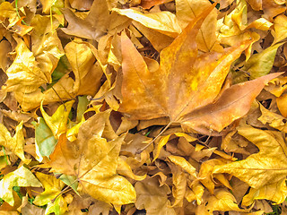 Image showing Falling leaves