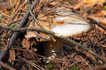 Image showing Mushroom Russula