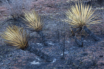 Image showing wildfire burnt yucca