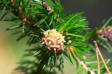 Image showing Fir strobile