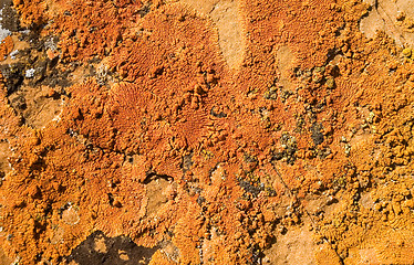 Image showing Rock lichen 1