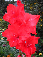 Image showing beautiful flower of red gladiolus