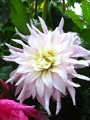 Image showing beautiful flower of Dahlia