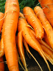 Image showing a bunch of carrots