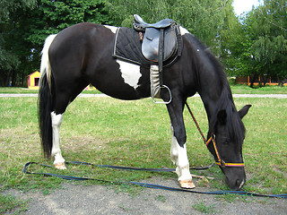 Image showing black and white pony with a saddle