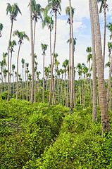Image showing Sick Coconut Trees