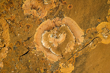 Image showing Orange lichen