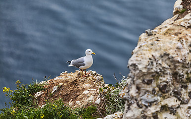 Image showing The European Herring Gull on the Etretat Cliffs